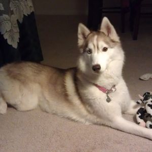 Meet your Posher, Jamie and Sunshine 🌞